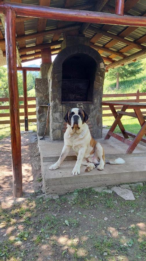 Cabana Dochita Ceahlău Εξωτερικό φωτογραφία